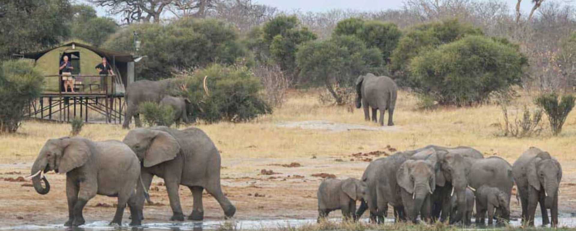Elephants 