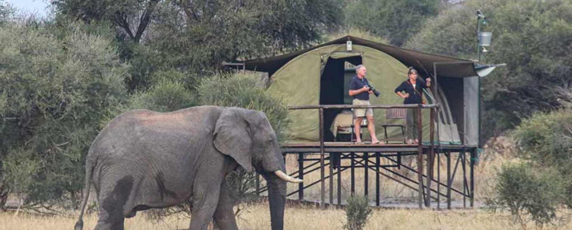 Elephant  