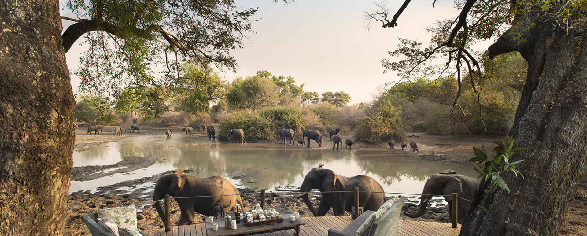 Elephants 