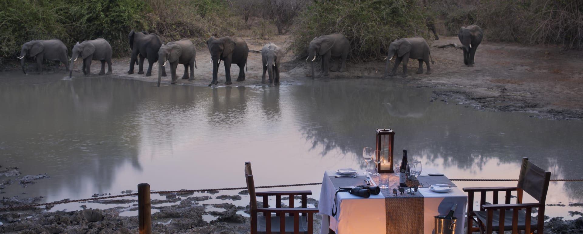 Elephants  
