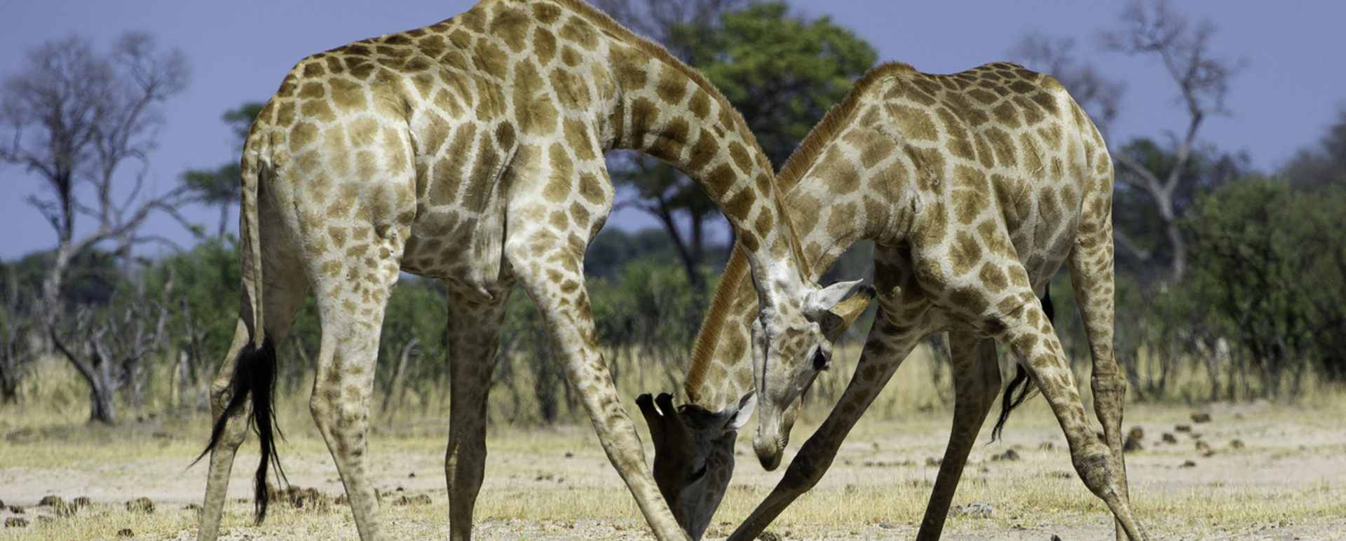 A Pair of Giraffes - Little Makalolo Camp