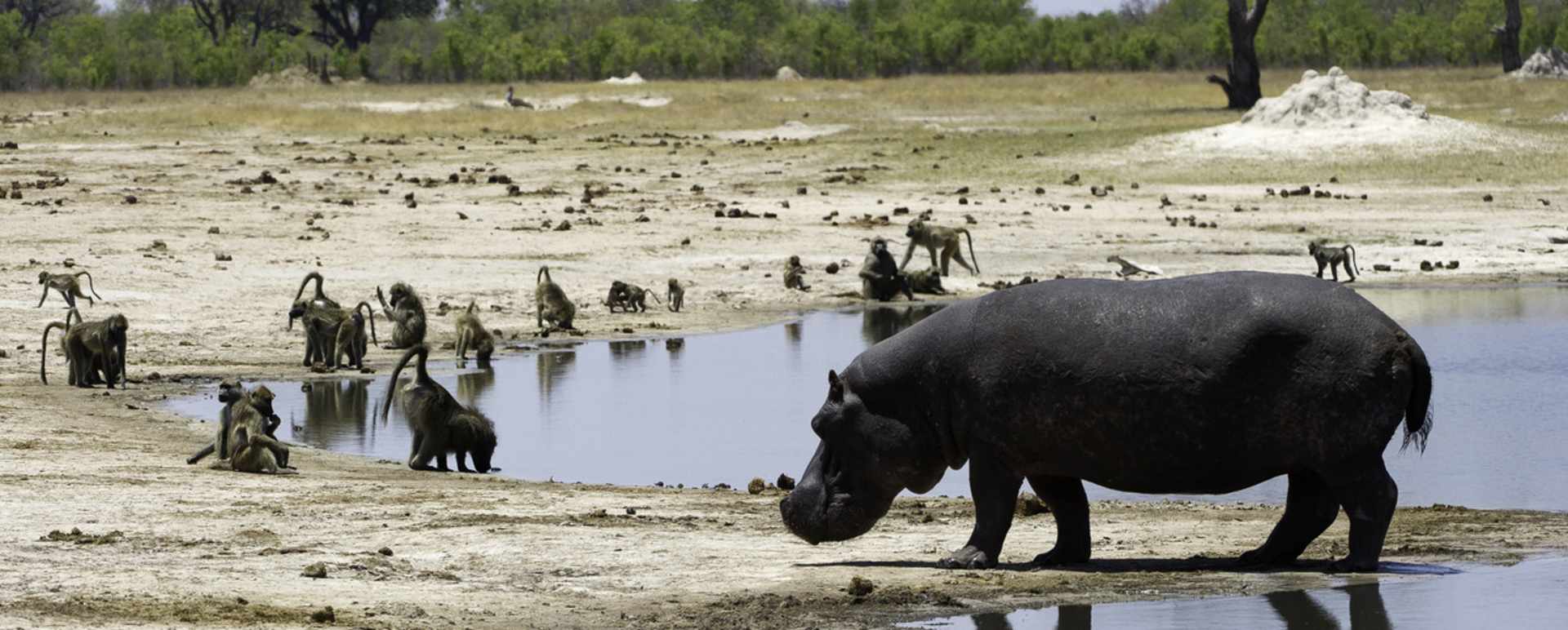 Thirsty Monkeys and a Hippo - Little Makalolo Camp