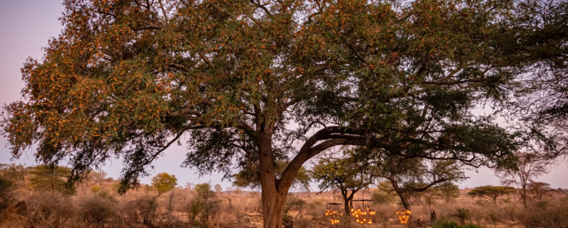 bush dinner 