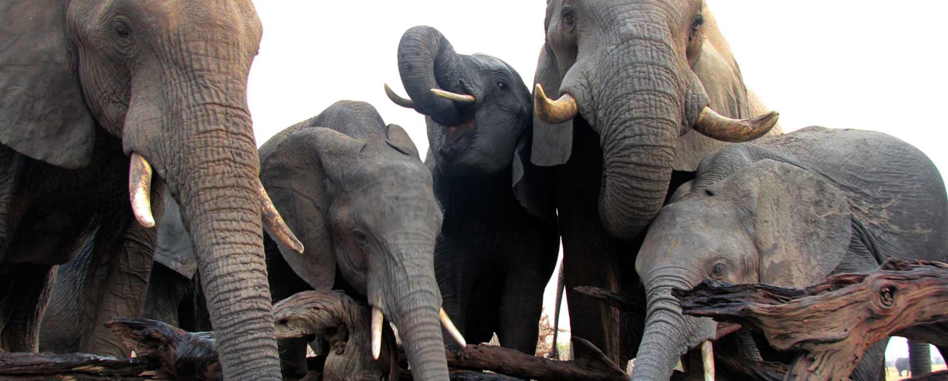 Nehimba - Elephants drinking from the pool