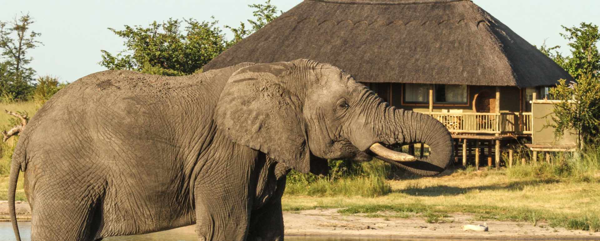 Nehimba - Waterhole infront of Tented Room