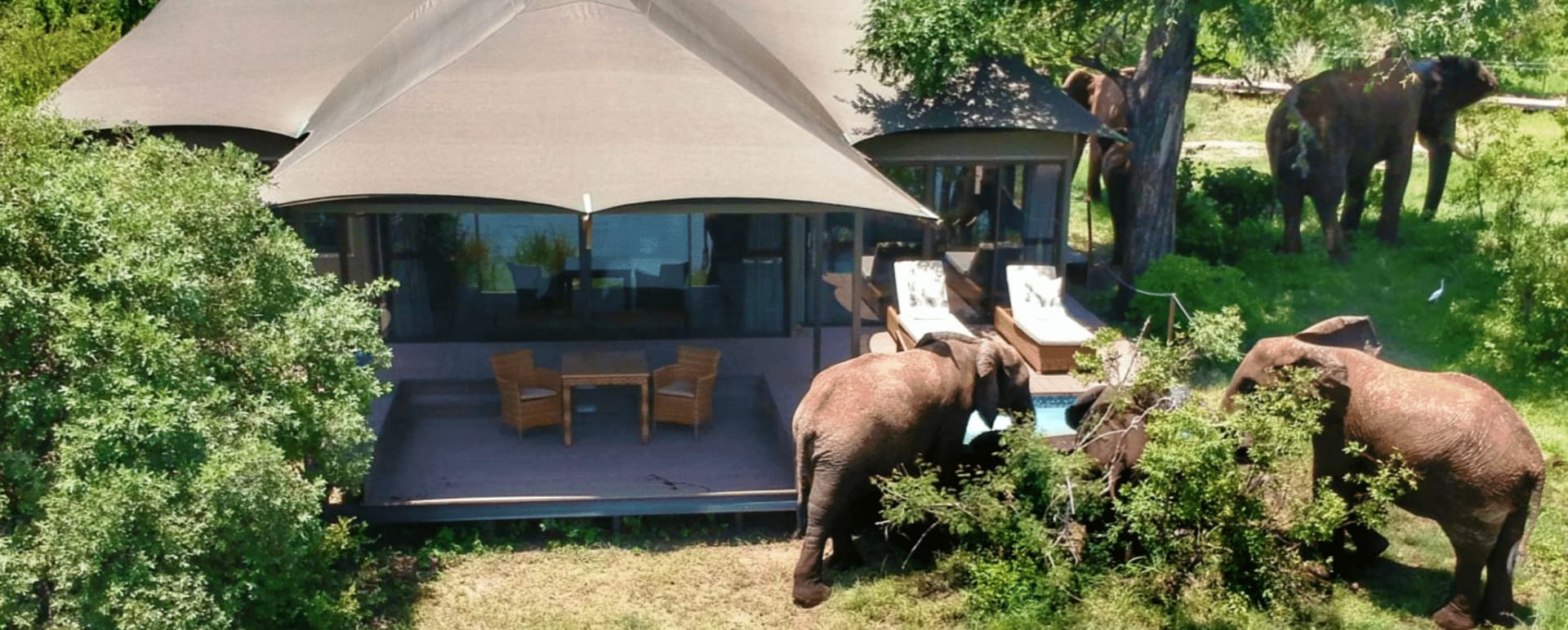 Elephants 
