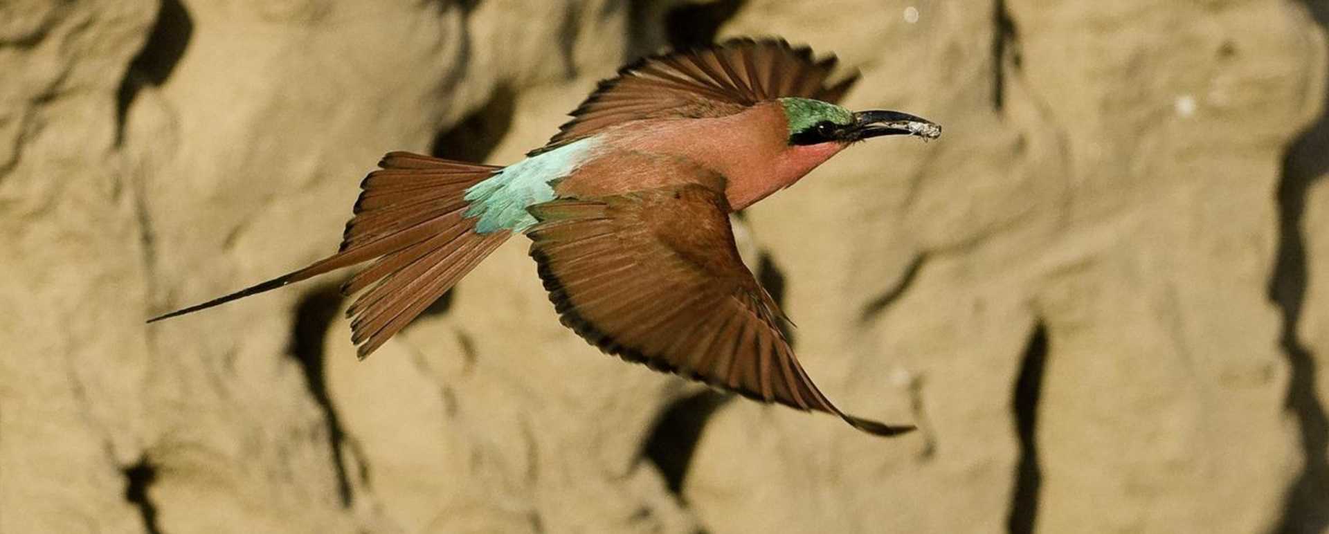 Carmine Bee-eater - Rukomechi Camp
