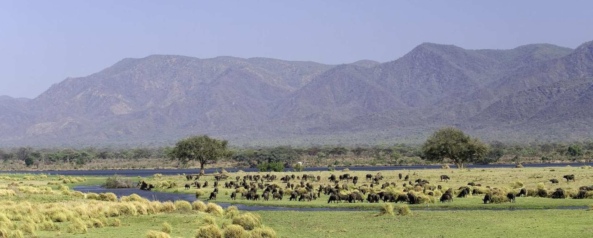 Buffalo on the flood plain - Rukomechi Camp