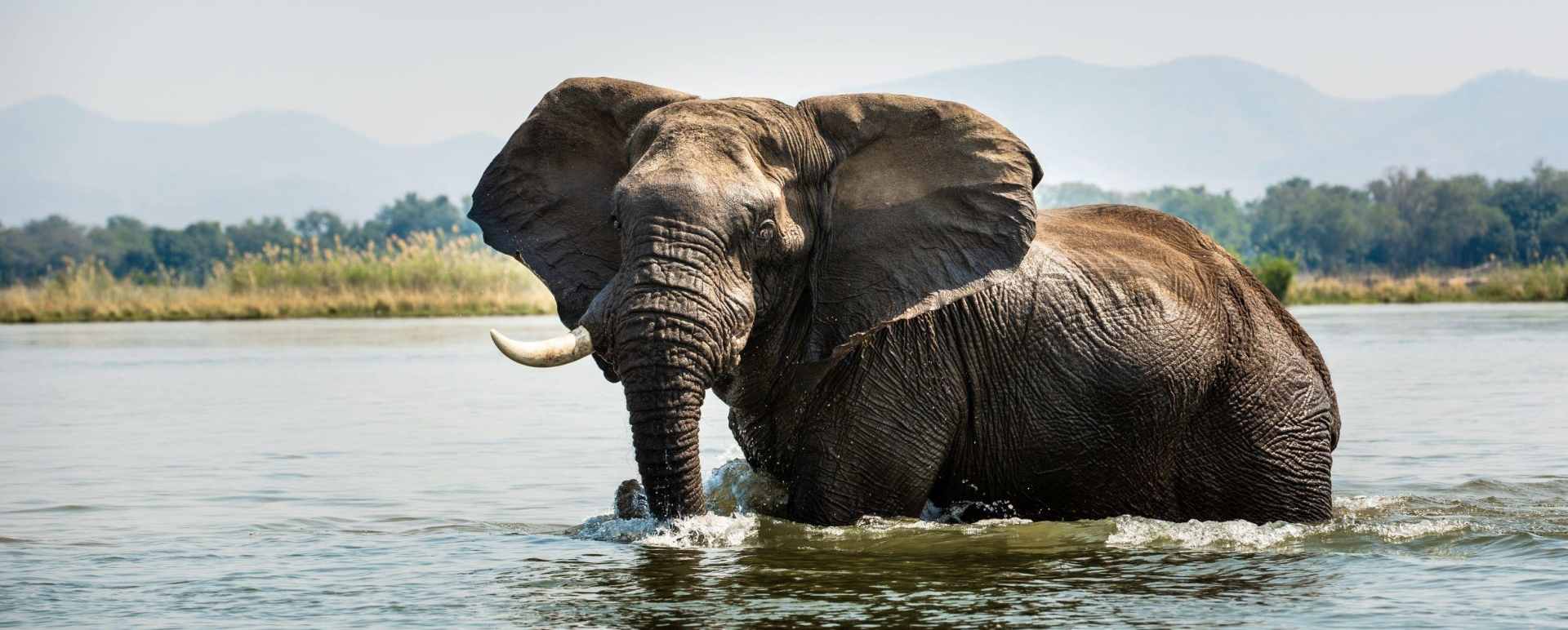wildlife 