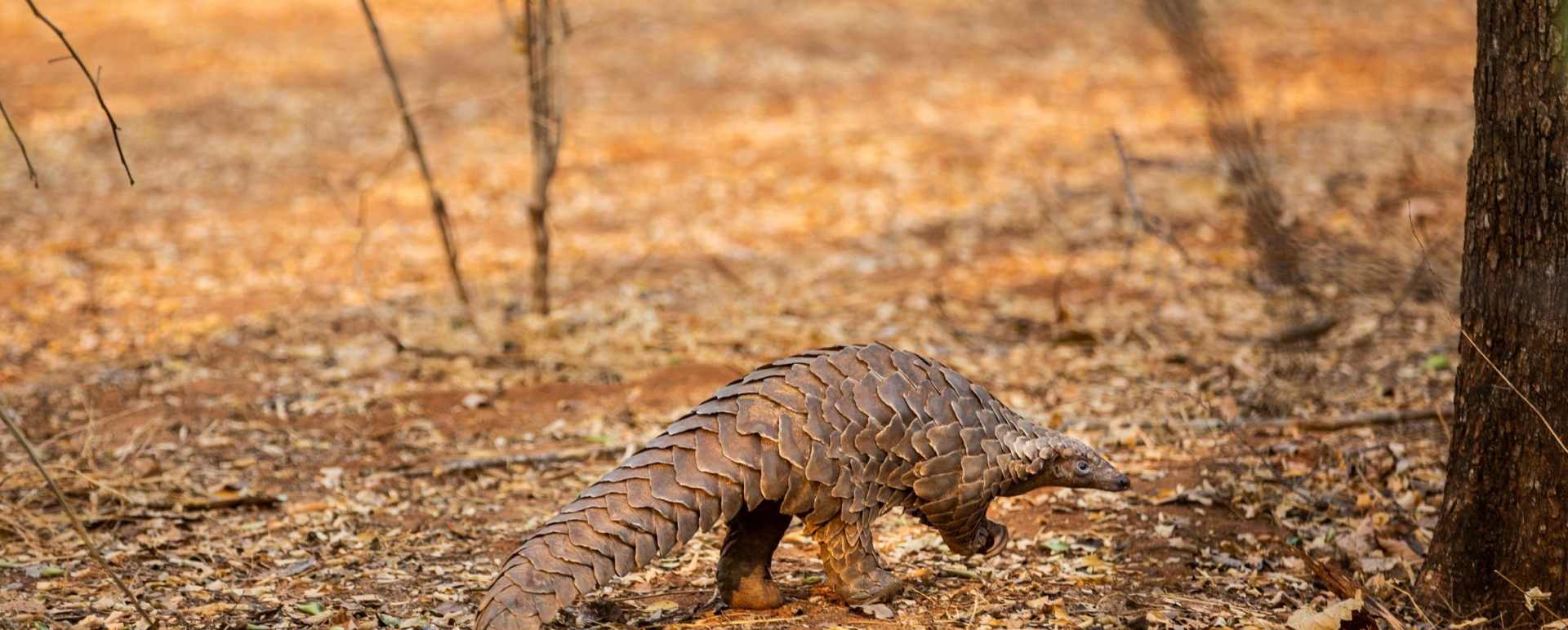  wildlife2 