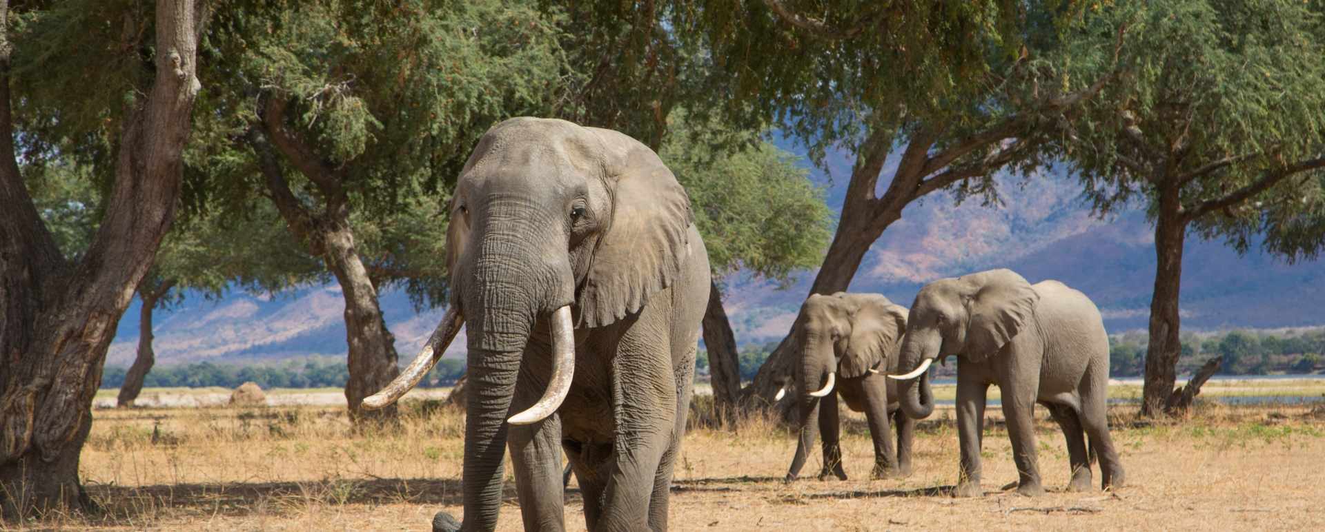 Elephant in Mana