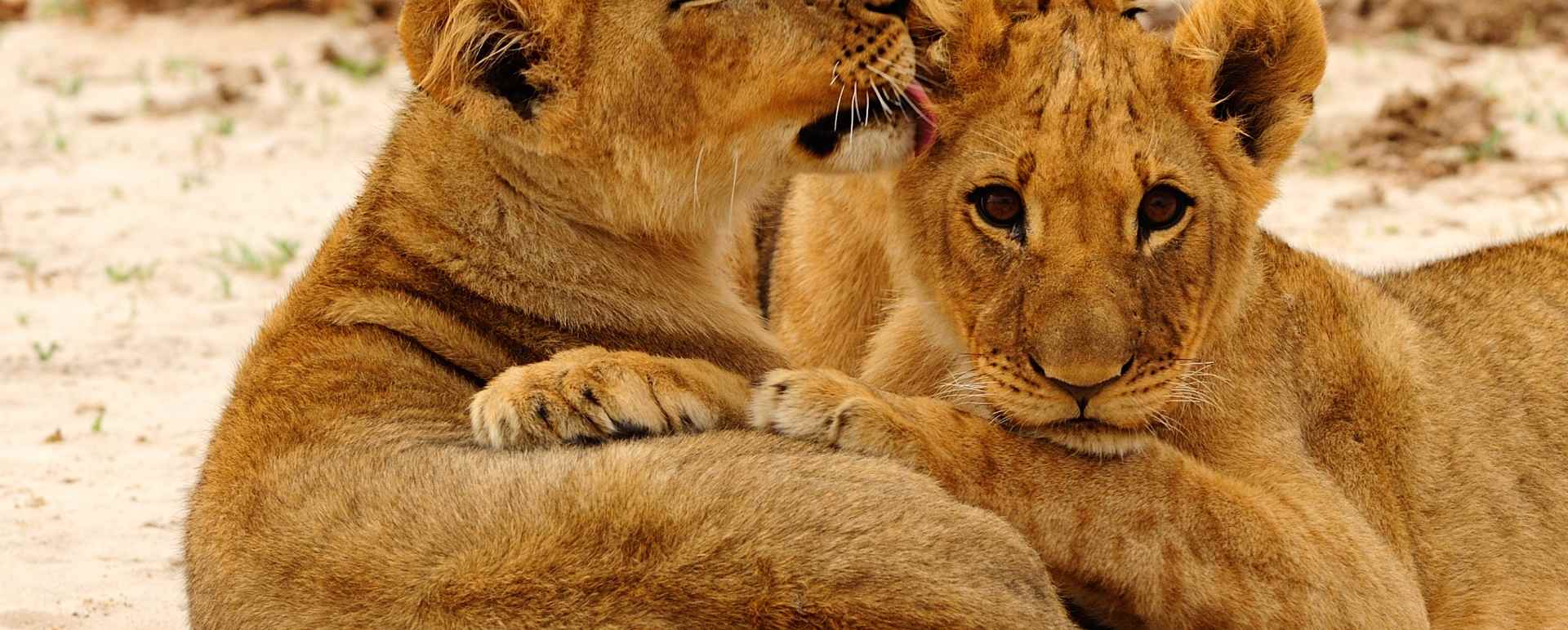 Lion Cubs