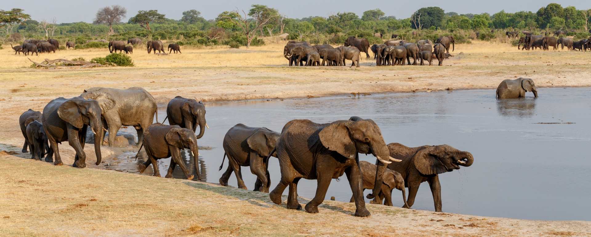 Elephants in Hwange