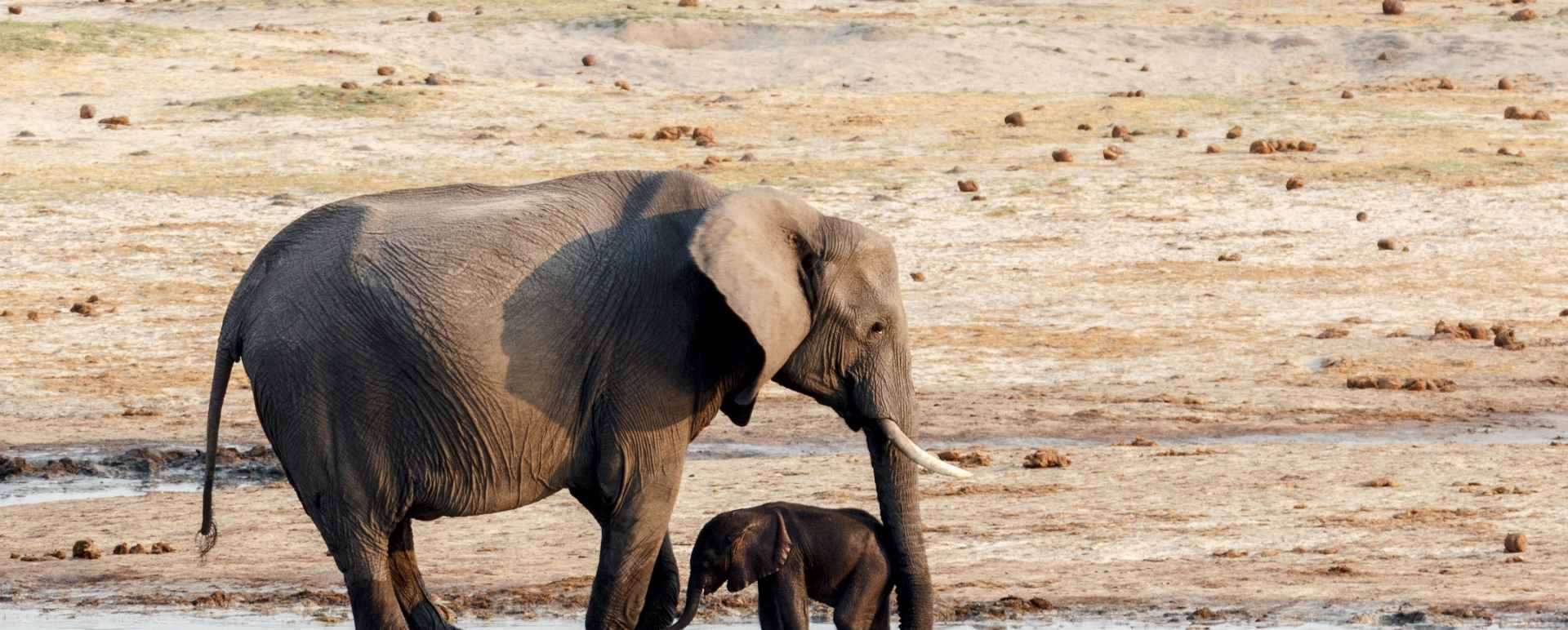 Hwange Elephants 