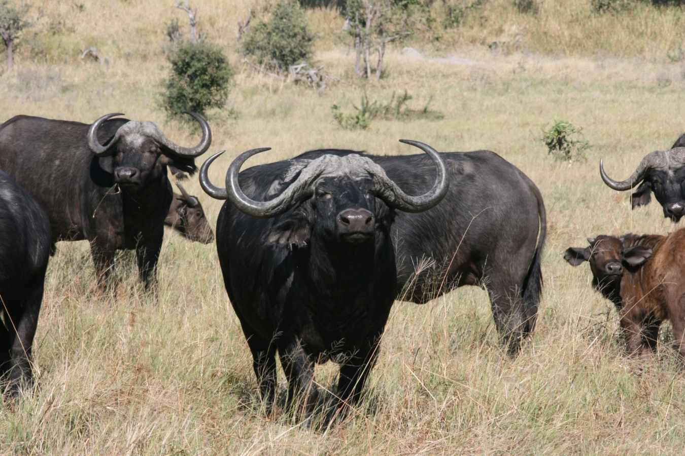 Buffalo - Chobe National Park