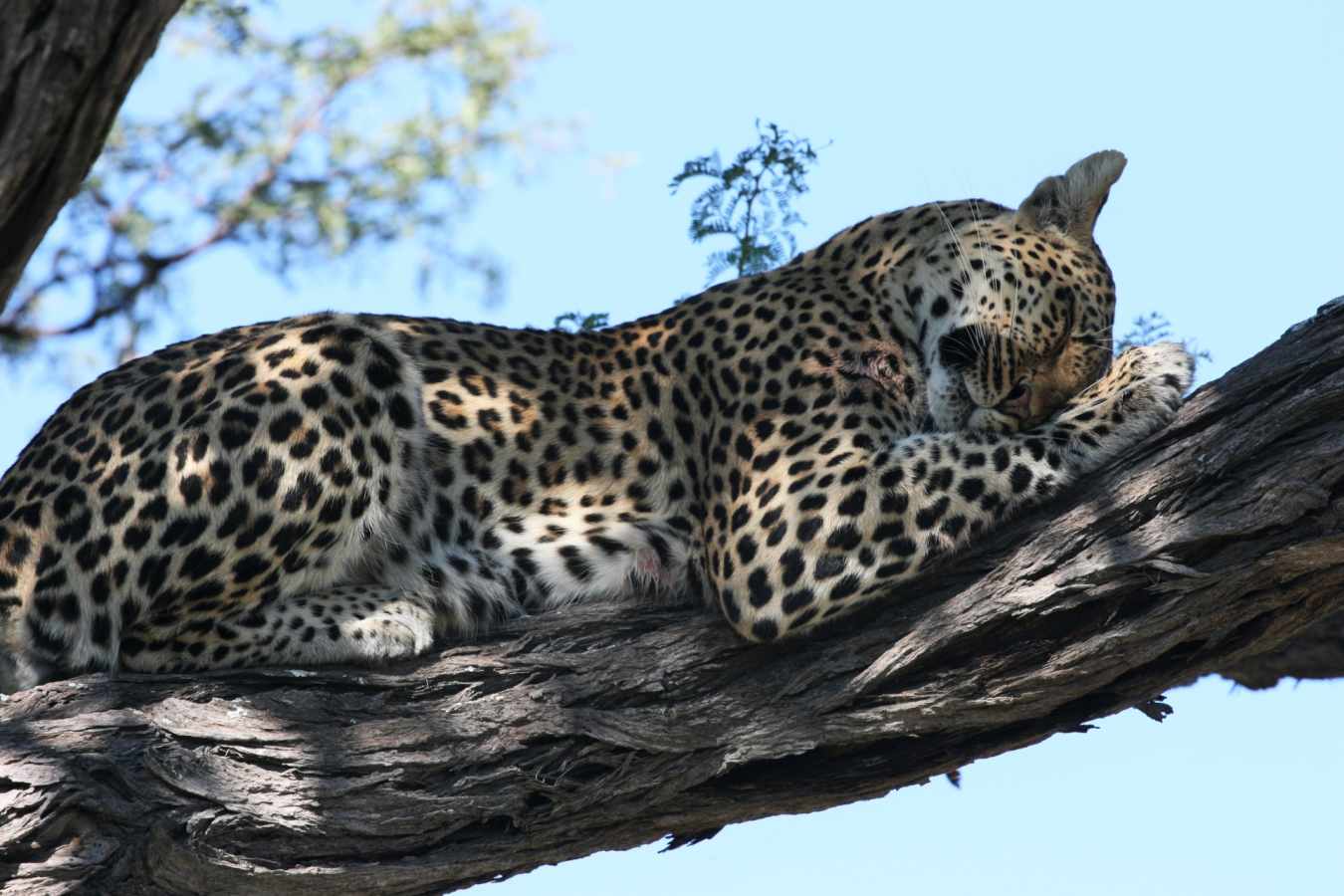 Leopard - Chobe National Park
