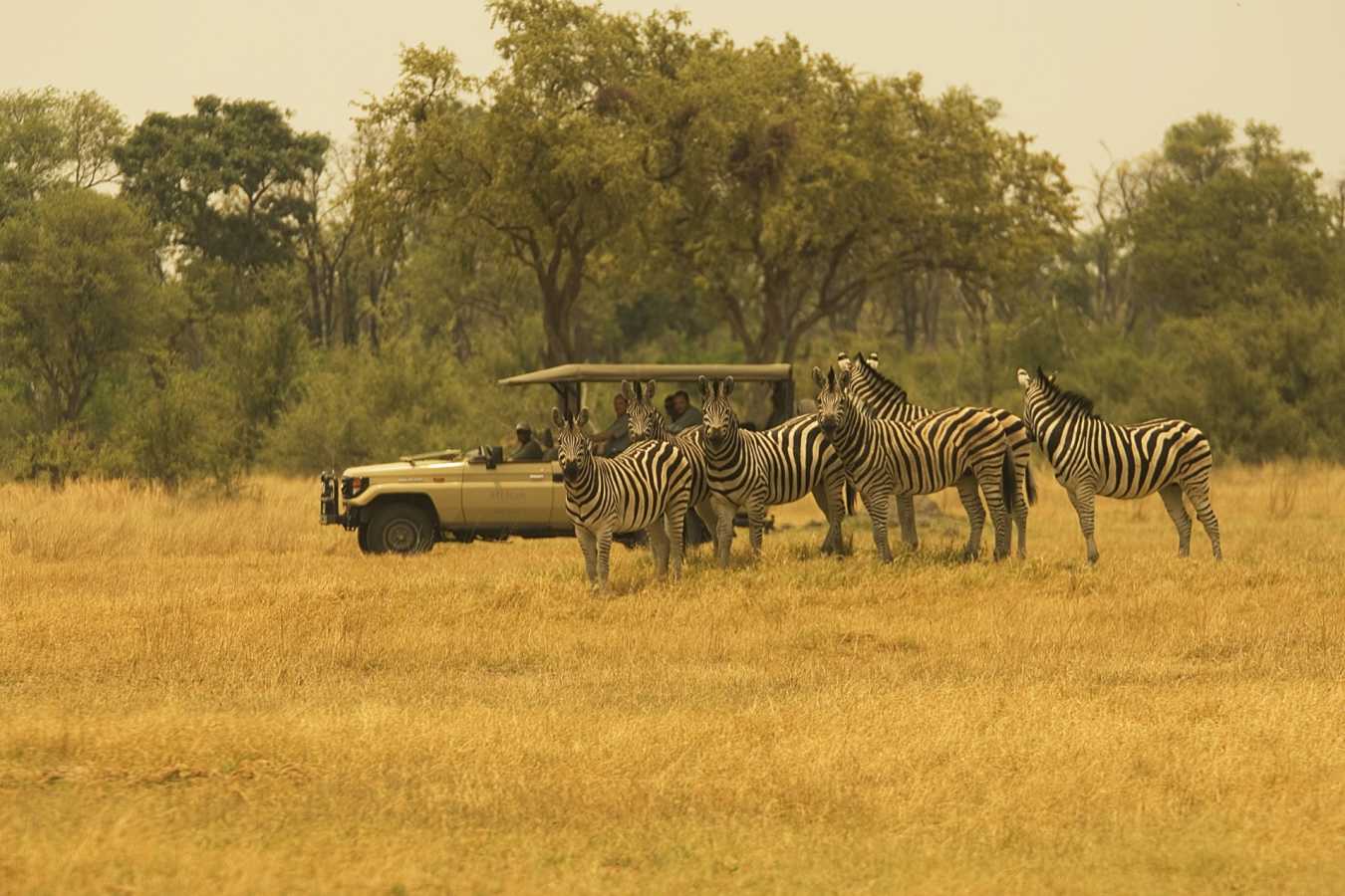 Zebra - Chobe National Park