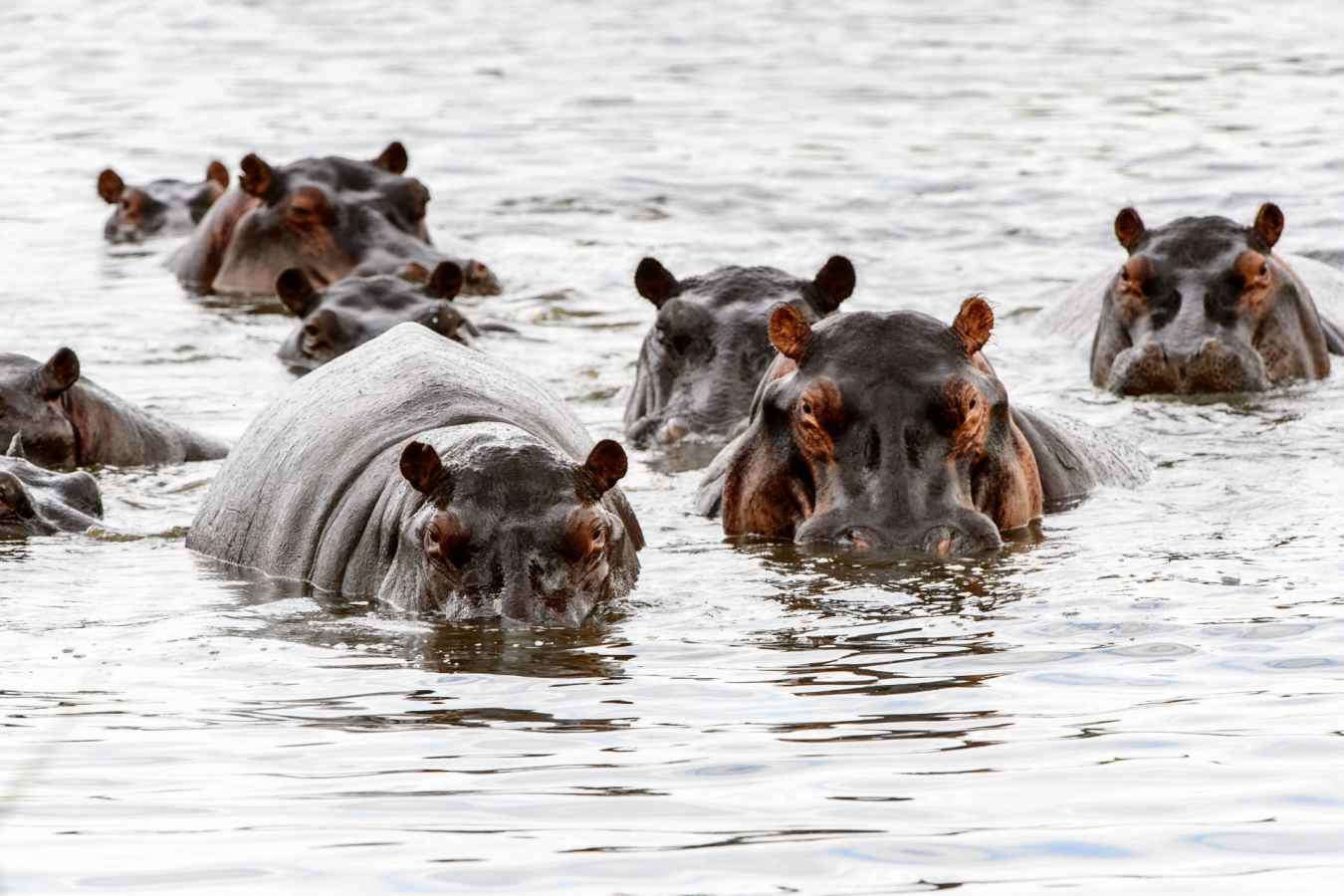 Hippo - Chobe National Park