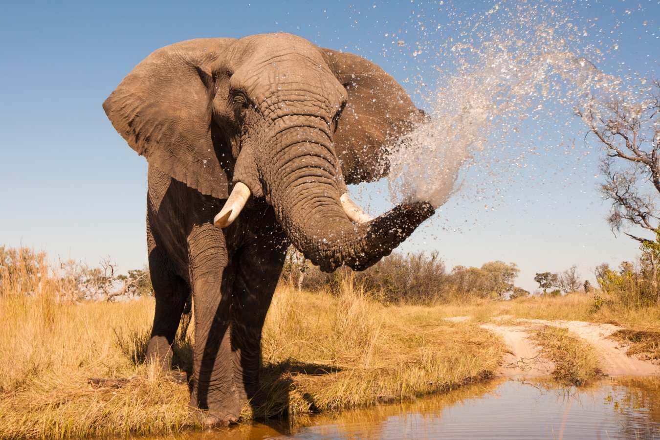 Elephant - Chobe National Park
