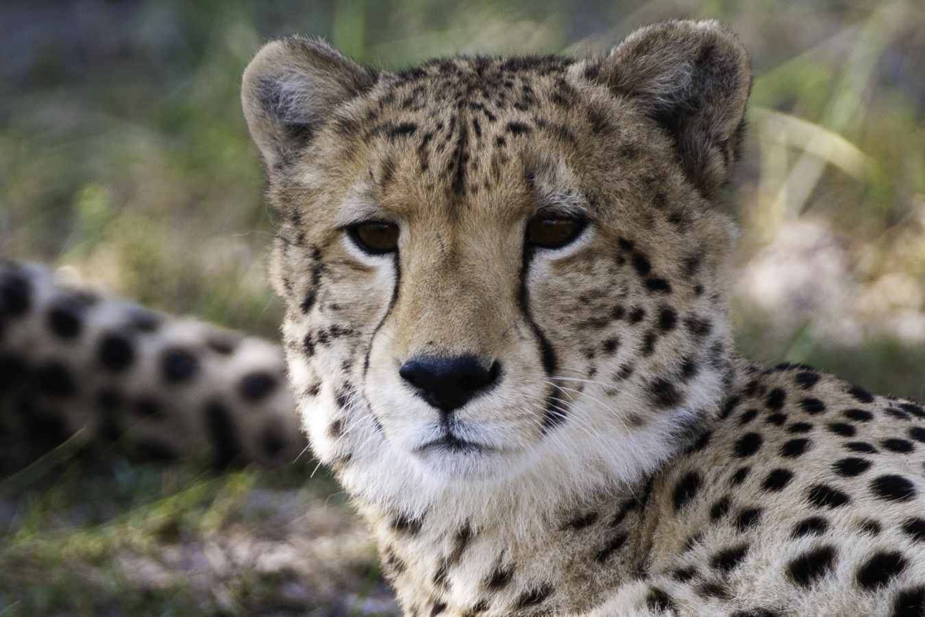 Cheetah - Linyanti