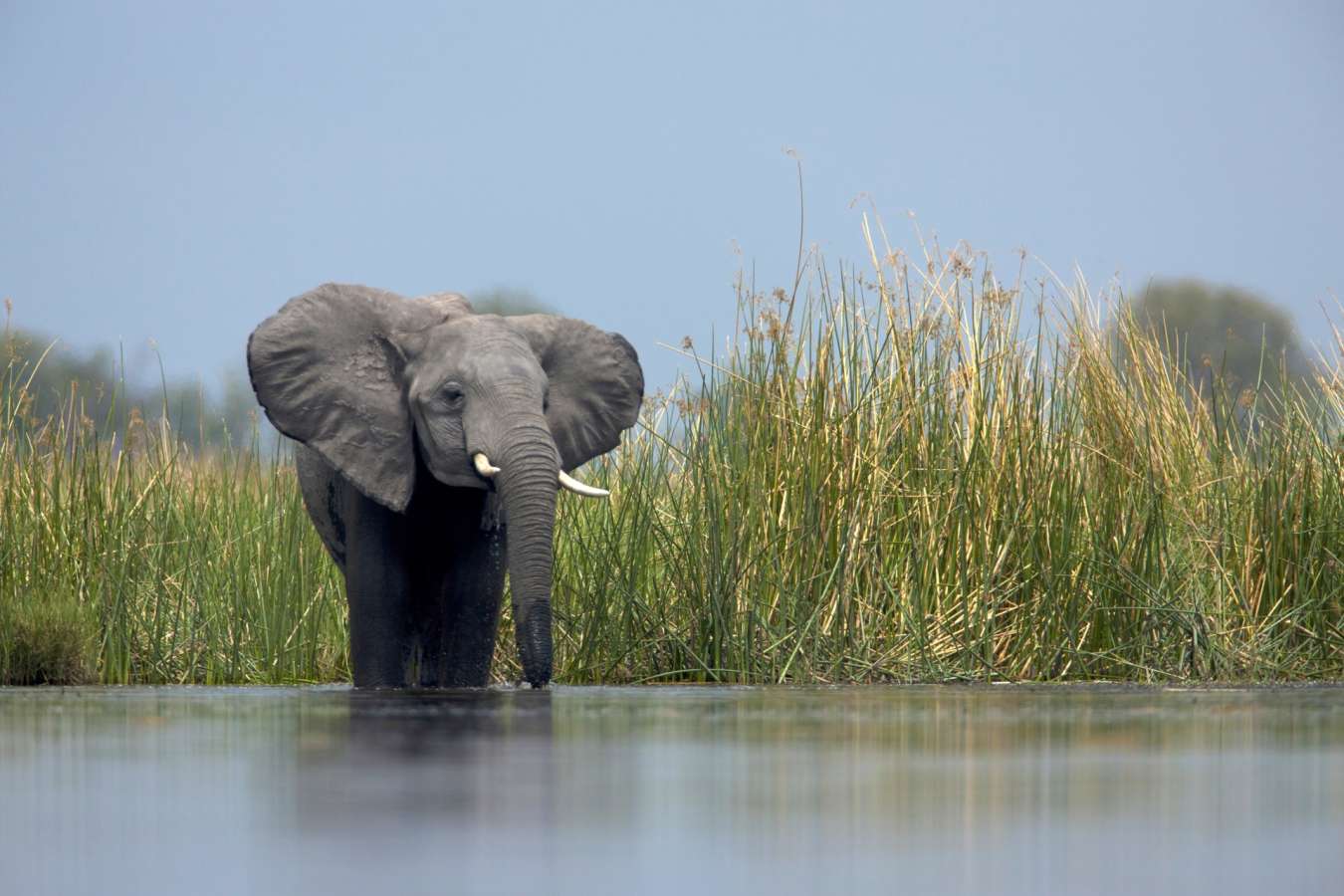 Elephant - Linyanti