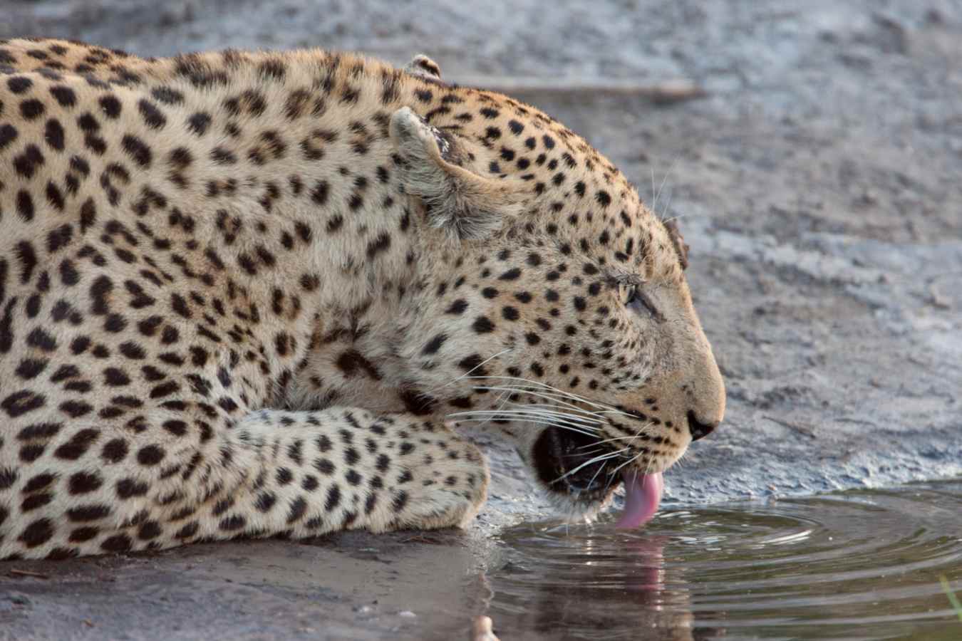 Leopard drinking - Linyanti