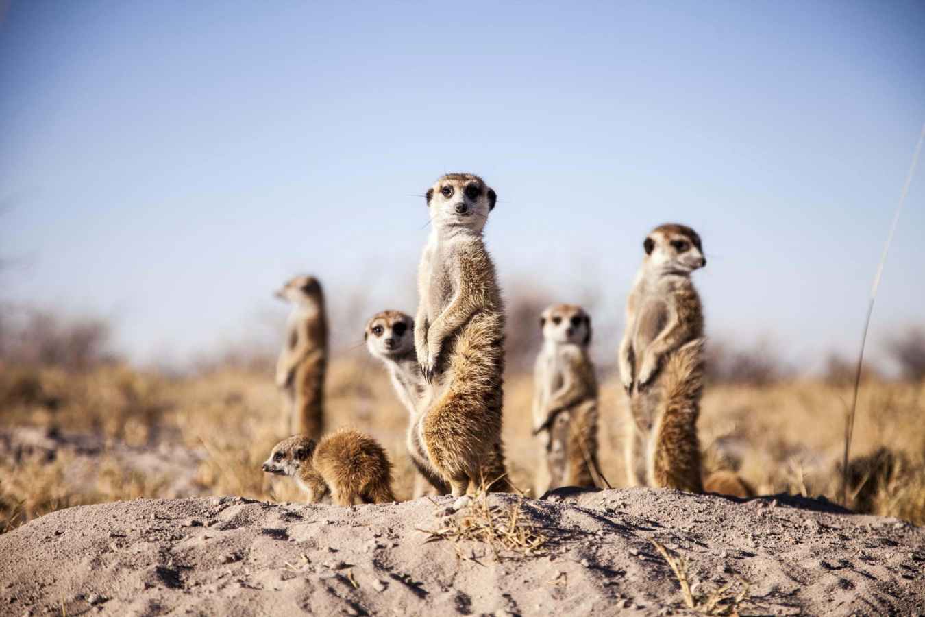 Meerkat - Makgadikgadi and the Kalahari