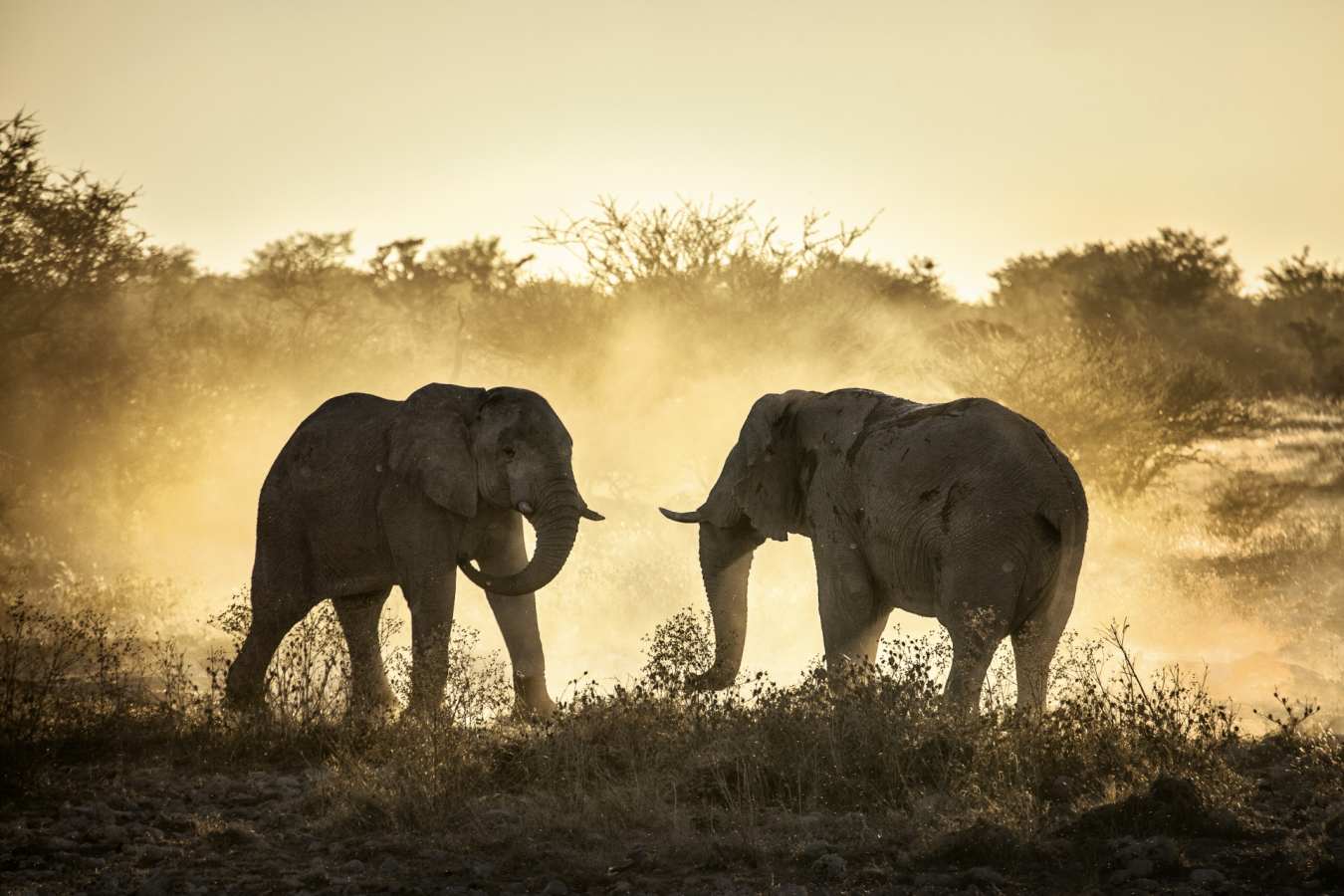 Elephants - Makgadikgadi and the Kalahari
