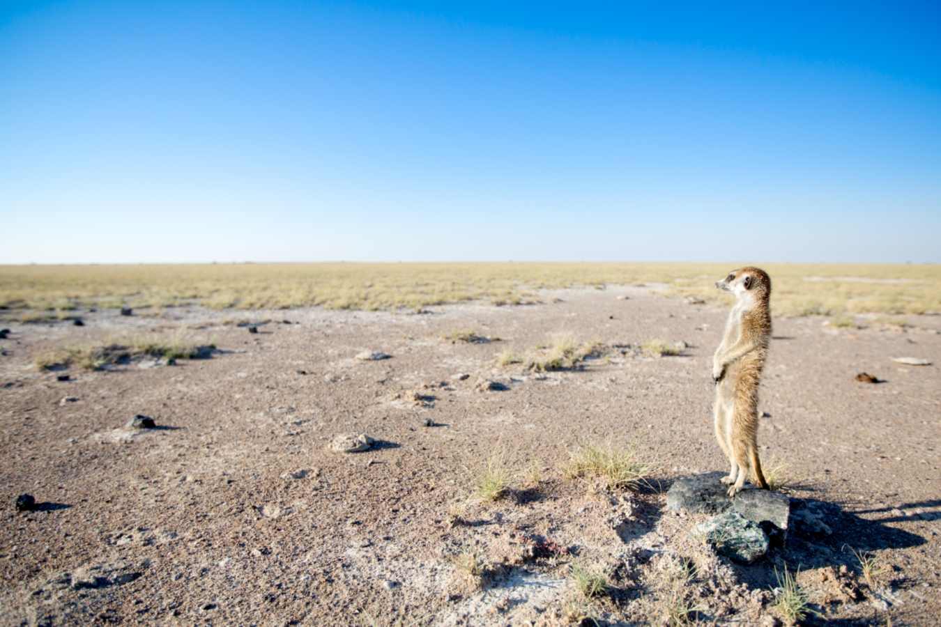 Meerkat - Makgadikgadi and the Kalahari