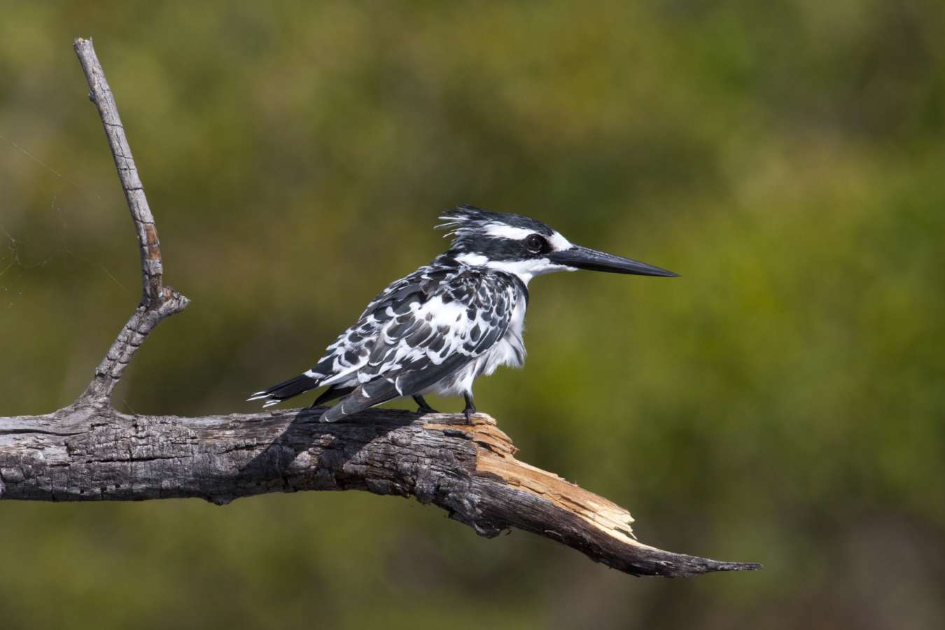 Bird - Okavango Delta and Moremi