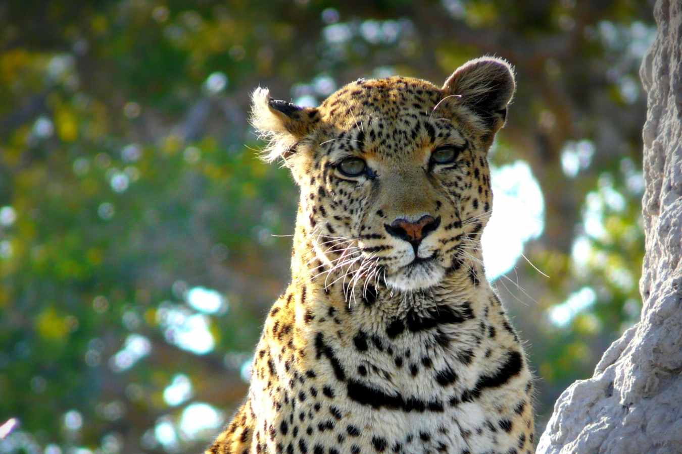 Leopard - Okavango Delta and Moremi