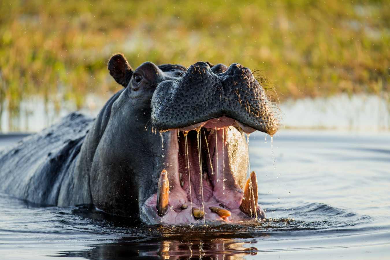 Hippo - Okavango Delta and Moremi