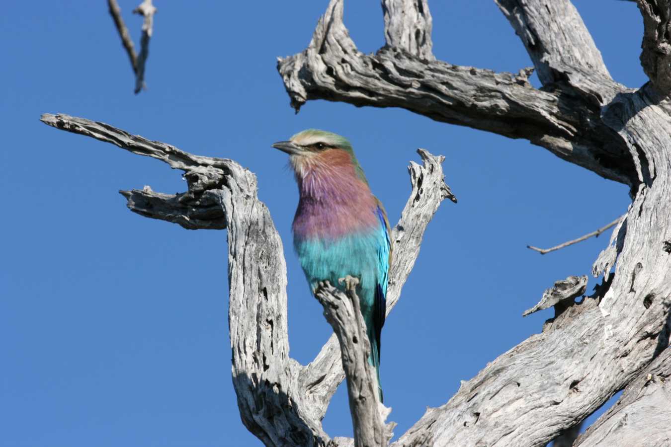Bird - Okavango Delta and Moremi