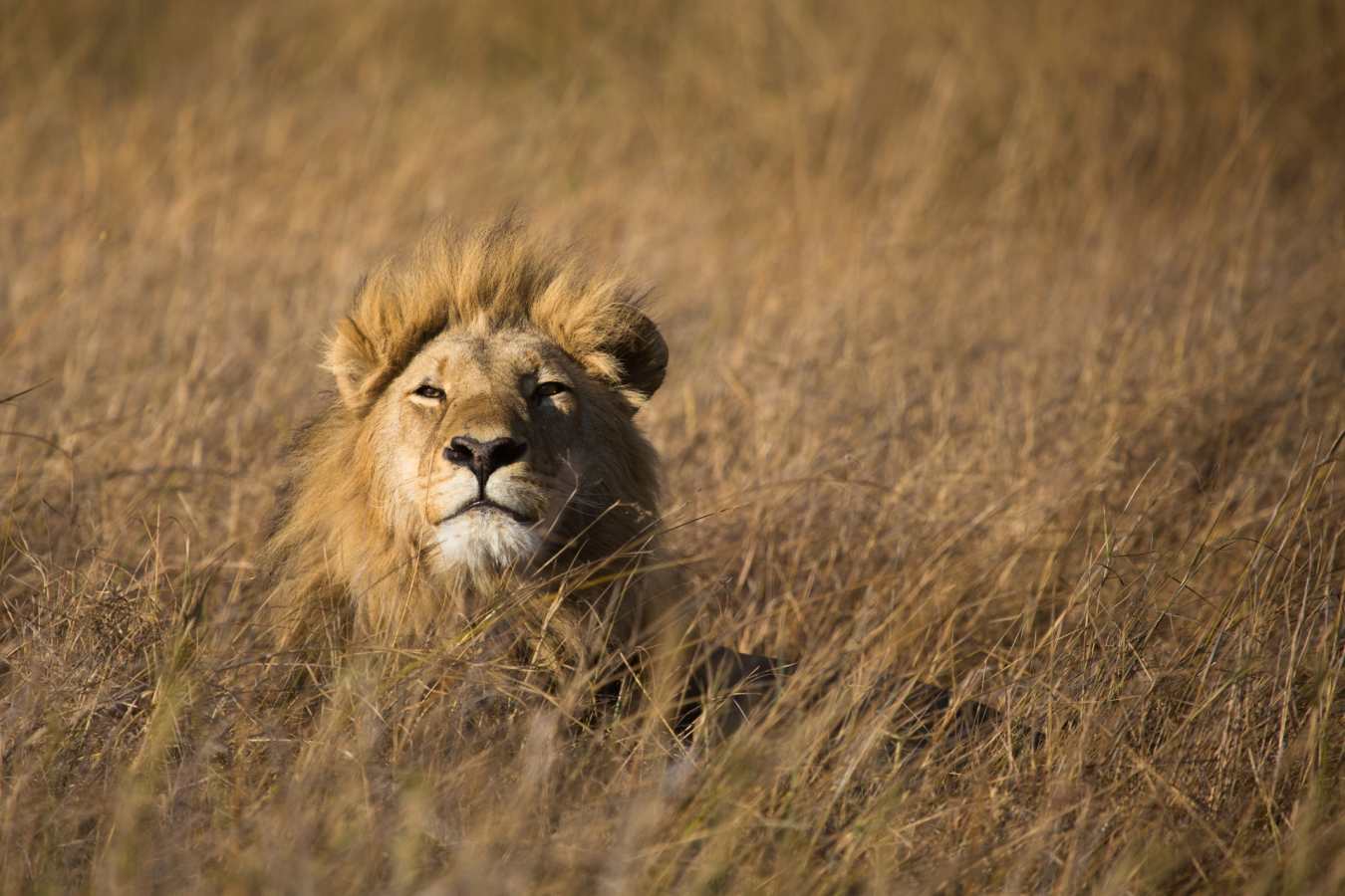 Lion - Okavango Delta and Moremi