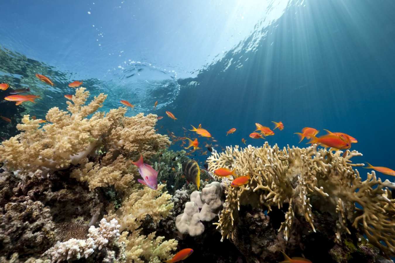 Snorkelling - Sharm el Sheikh