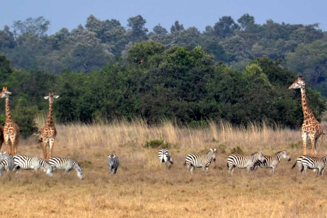 Explore Nairobi and Central Kenya