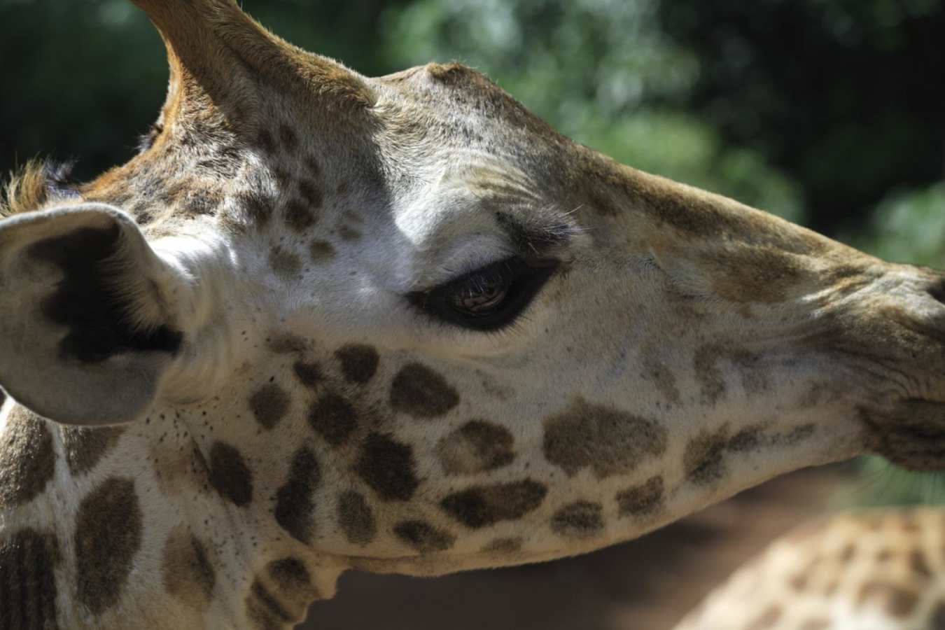 Explore Nairobi and Central Kenya