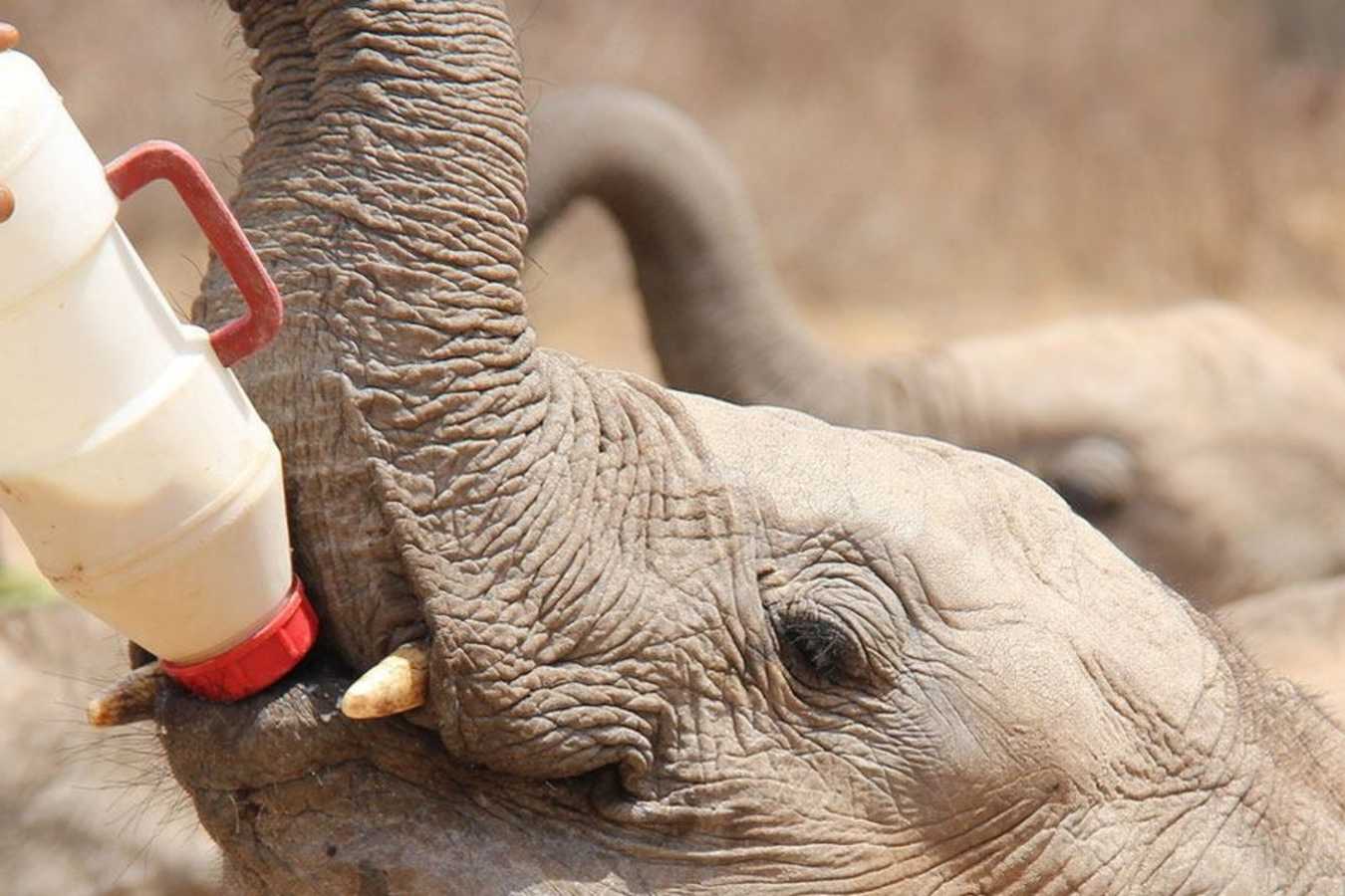 David Sheldrick Wildlife Trust