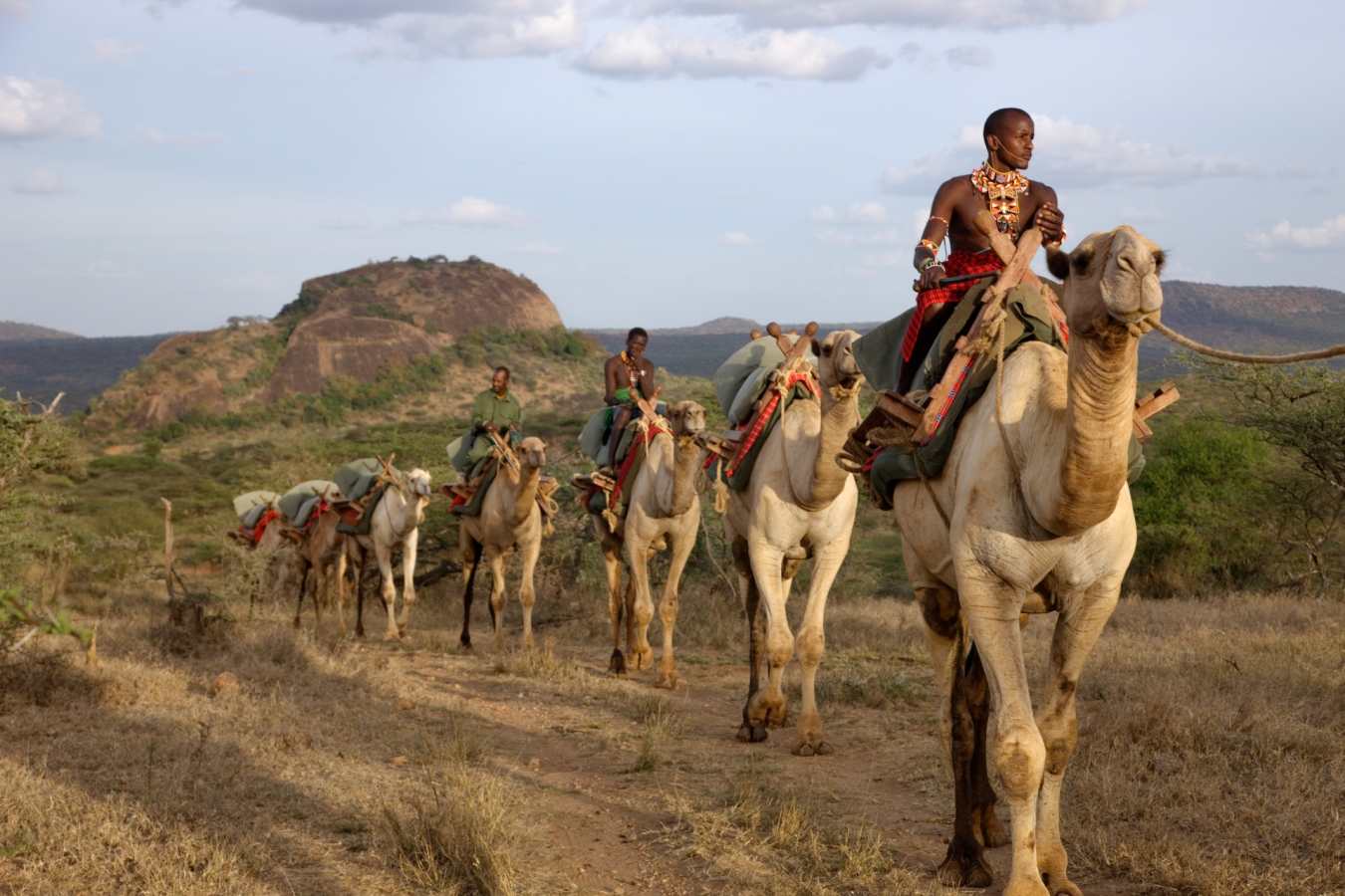 Camels - Laikipia and Northern Kenya