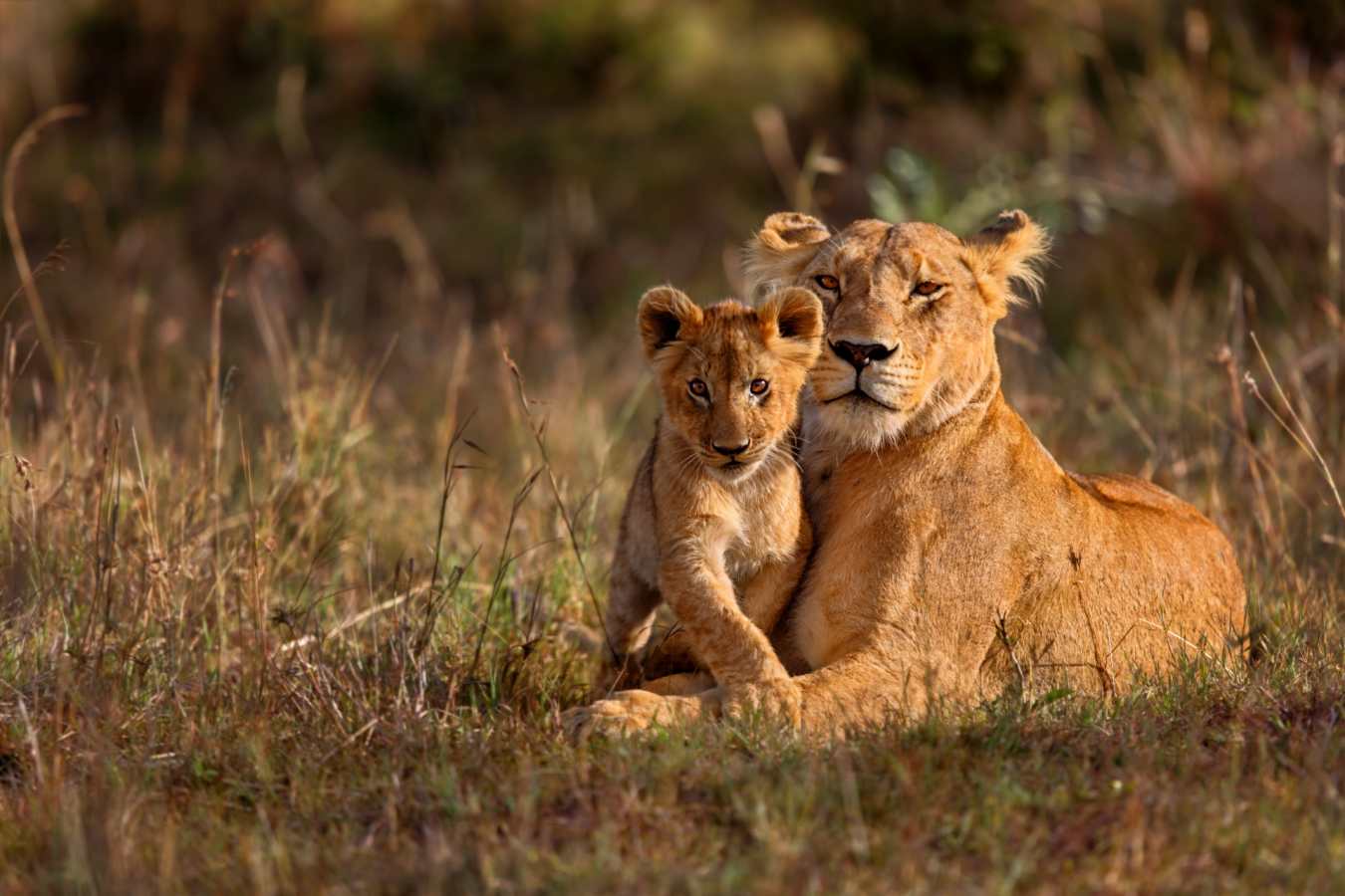 Lion and cub - Laikipia and Northern Kenya