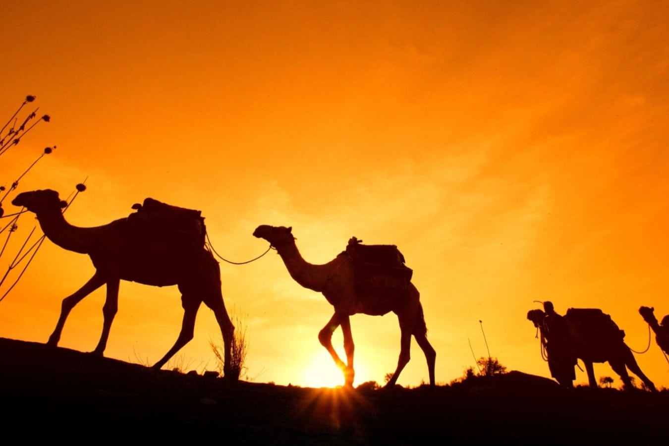 Sunset with camels - Laikipia and Northern Kenya