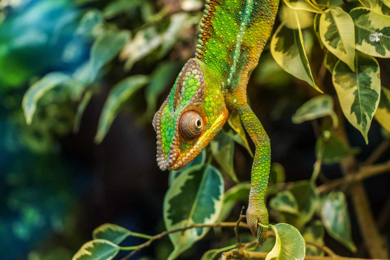 Chameleon - Central Madagascar