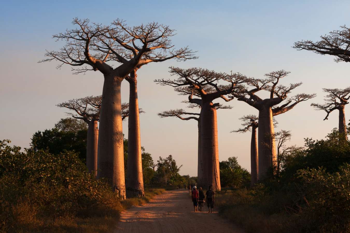 Trees - Central Madagascar