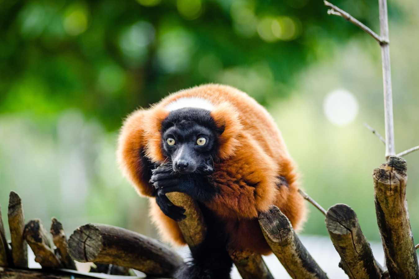 Red ruffed lemur - Central Madagascar
