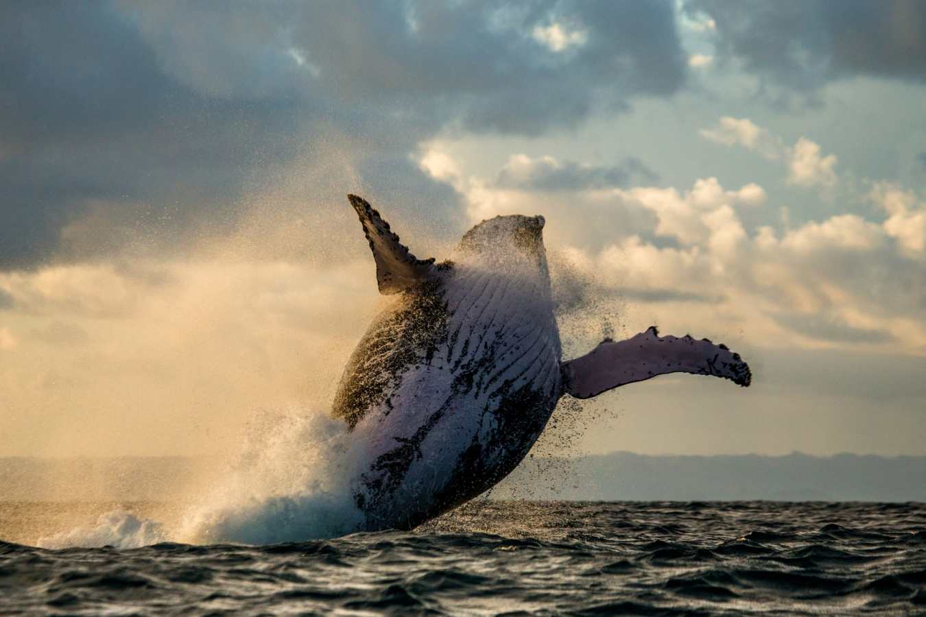 Whale - Eastern Madagascar