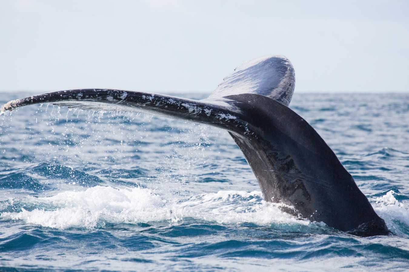 Whale tail - Eastern Madagascar