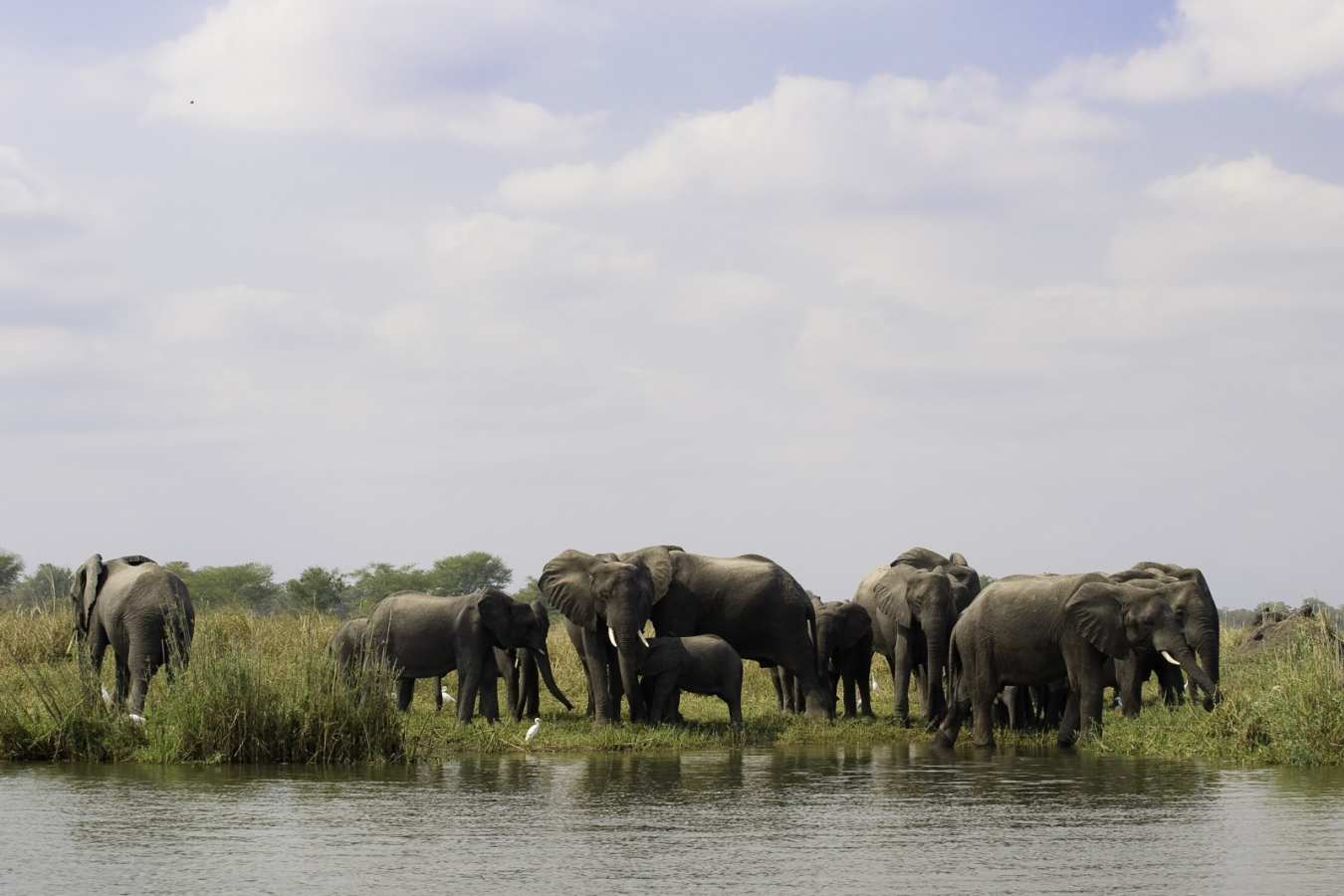 Liwonde National Park