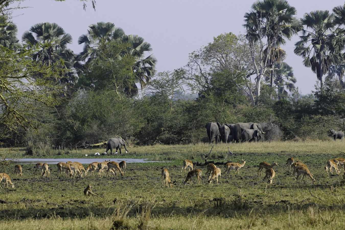 Liwonde National Park