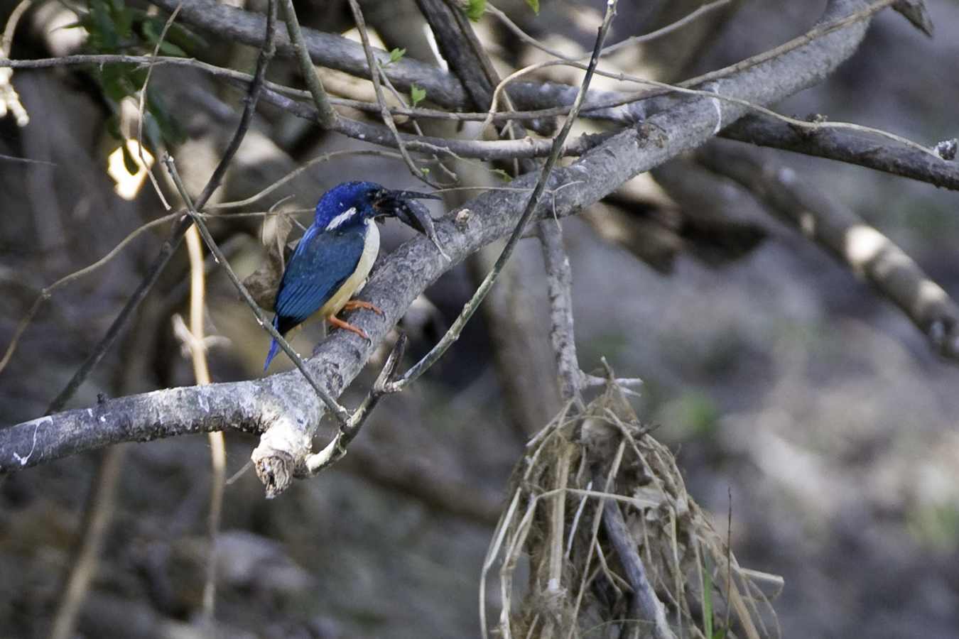 Liwonde National Park