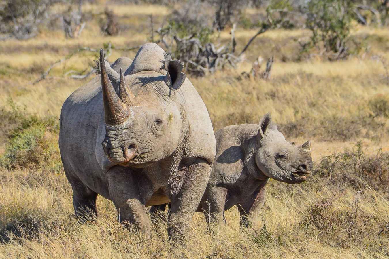 Black Rhino